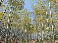 -东明山森林公园