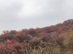 -北京西山国家森林公园