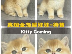 -小猫来了·猫舍(红山六九七九店)
