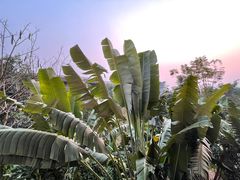 -西双版纳融创皇冠假日度假酒店