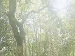 -紫马岭公园