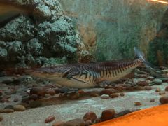 -东方巨龟苑景区