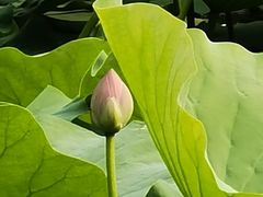 -国家植物园