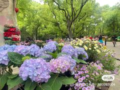 -上海共青森林公园