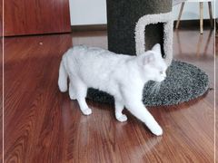 -团子家猫咪猫咖馆·柯基·柯尔鸭