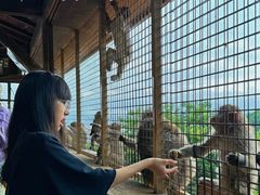 -岚山猴子公园