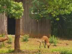 -合肥野生动物园
