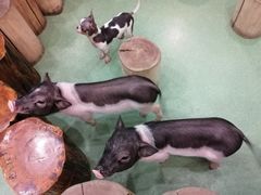 -藦茜花园宠物主题亲子互动体验馆(国顺东路店)