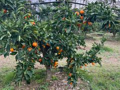 -前小桔亲子创意农场·草莓采摘·露营烧烤