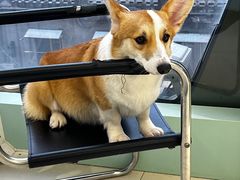 -怪兽屋·羊驼·猫咖·狗咖(俊华广场店)