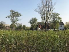-田园东方蜜桃村的田野营地
