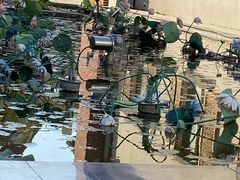 -大塘金香草谷
