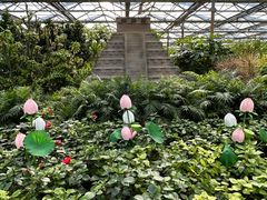 -南宫五洲植物乐园