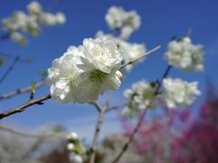 -苏州上方山国家森林公园