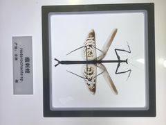 -上海昆虫博物馆