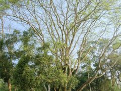 -中国科学院西双版纳热带植物园