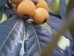 -东山风景区(洞庭东山)