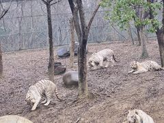 -常州淹城野生动物世界