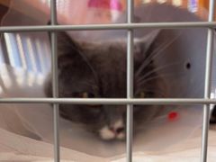 -宠爱国际动物医院· 猫科· 外科·中兽医(长白店)