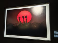 -罗红摄影艺术馆