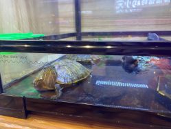 点击看大图 -卡通尼·Safari非洲探索乐园·生日会(金桥国际商业广场店)