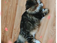 -COLOR PETS 撸猫馆·购猫·猫咖(长风大悦城店)