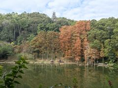 -深圳仙湖植物园
