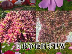 -野狸岛