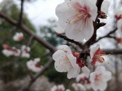 -北京鹫峰国家森林公园