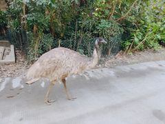 -广州长隆野生动物世界