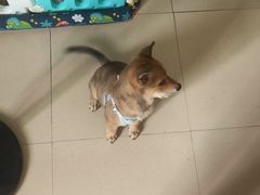 -博特宠物医院24h犬猫全科.骨科·异宠