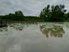 -大湾区中央湿地公园