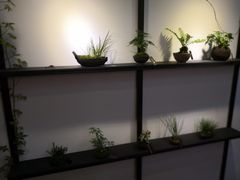 -植觉