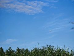 -春花秋色城市公园