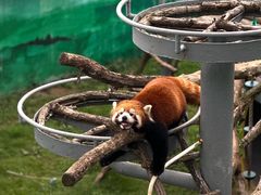 -西霞口神雕山野生动物世界