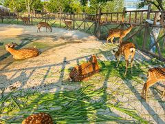 -祥源·阜阳生态乐园