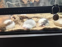 -未来动物城主题公园(正弘城店)