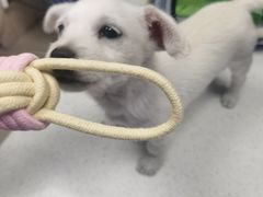-凯瑞希宠物医院·狂犬免疫·微创·皮肤科