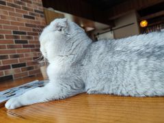 -蓝鲸·缅因猫舍