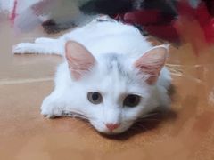 -贝利宠物医院·骨科·眼科·肿瘤转诊中心(南坪诊疗中心)