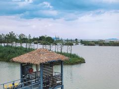 -合肥滨湖国家森林公园