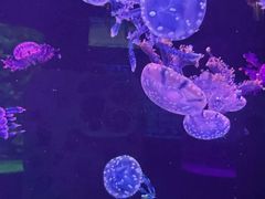 -石家庄极地海洋世界