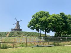 -大塘金香草谷