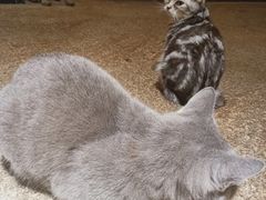 -more than meow吴止猫主题餐厅(承德 中船汇店)