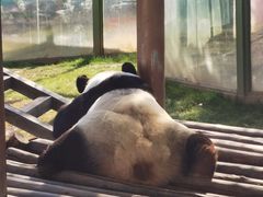 -栾川竹海野生动物园