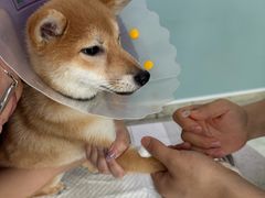 -纳吉亚猫专科动物医院·北北分院
