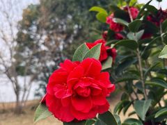 -盘龙城国家考古遗址公园