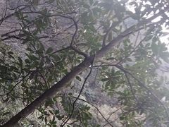 -缙云山景区