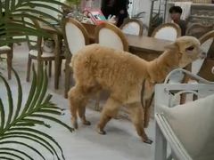 大堂-共舞时光猫咖·狗咖(新街口店)