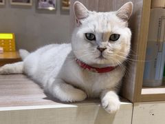 -藏猫猫咖啡主题馆(中央大道店)